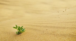 Green shoot in the desert - growth in adverse conditions