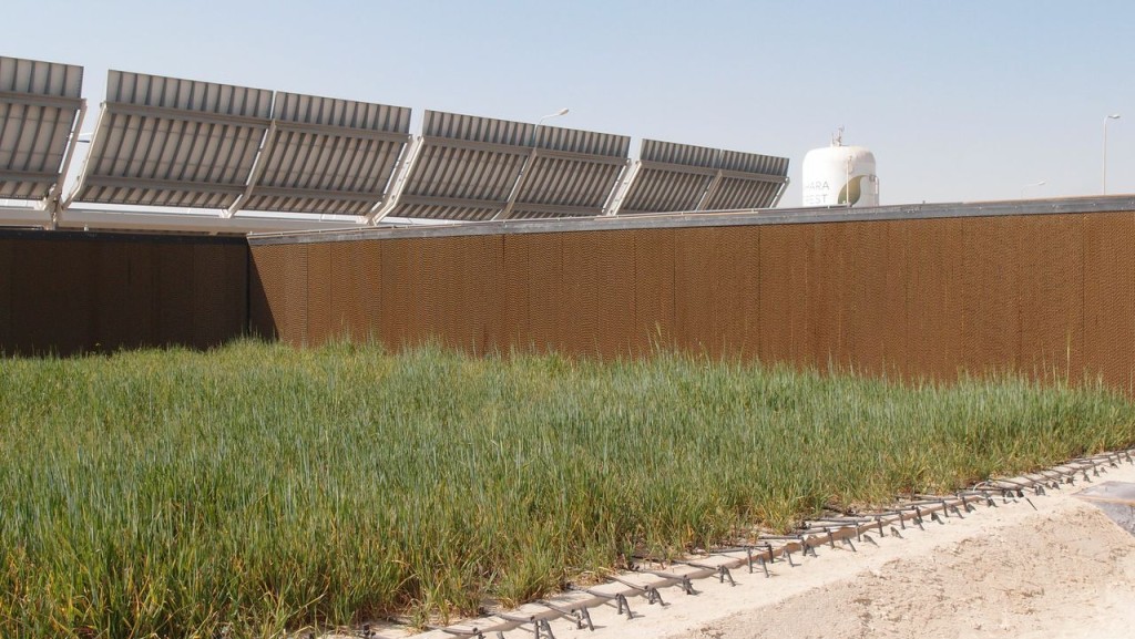 Evaporative hedges and barley at The Sahara Forest Project Pilot Facility in Qatar.