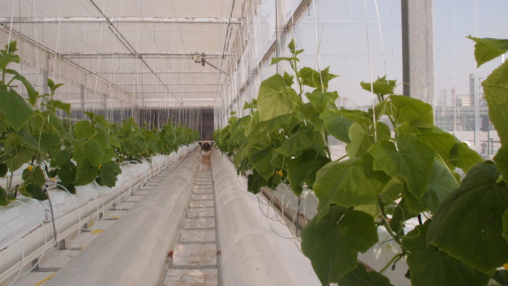 Cucumber crops inside the saltwater-cooled greenhouse