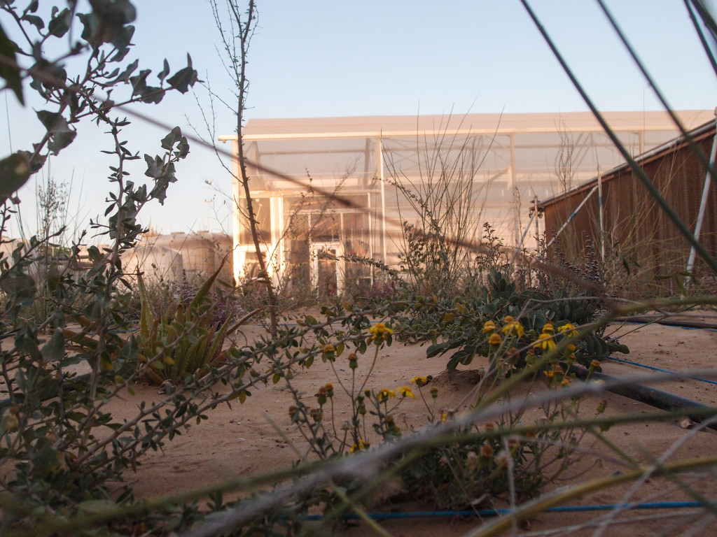 Useful desert plants grow rapidly when cultivated with small quantities of water and nutrients.