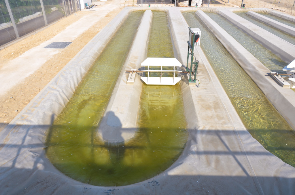 The state-of-the-art 50 sqm algae test facility
