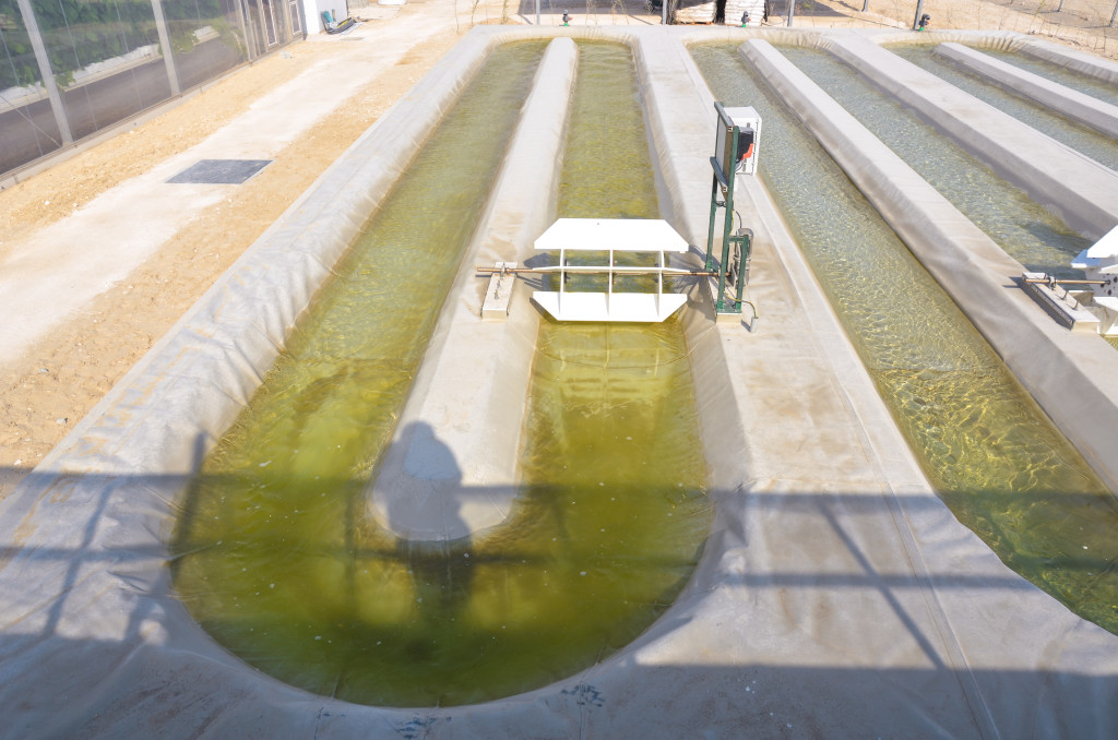 Sahara Forest Project's algae test facility is the first of its kind in Qatar and the larger region.