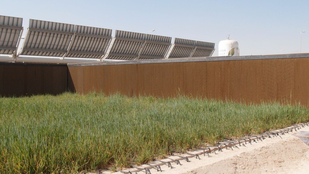 The barley field at the Sahara Forest Project pilot facility