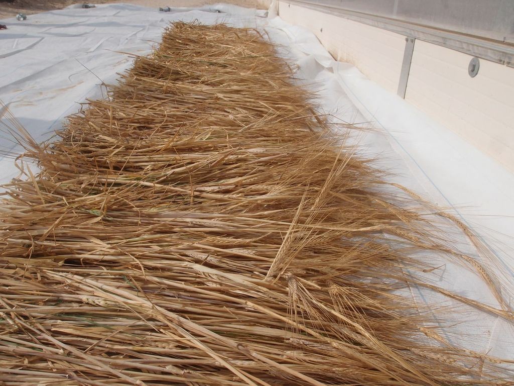 Barley from the Sahara Forest Project pilot facility in Qatar
