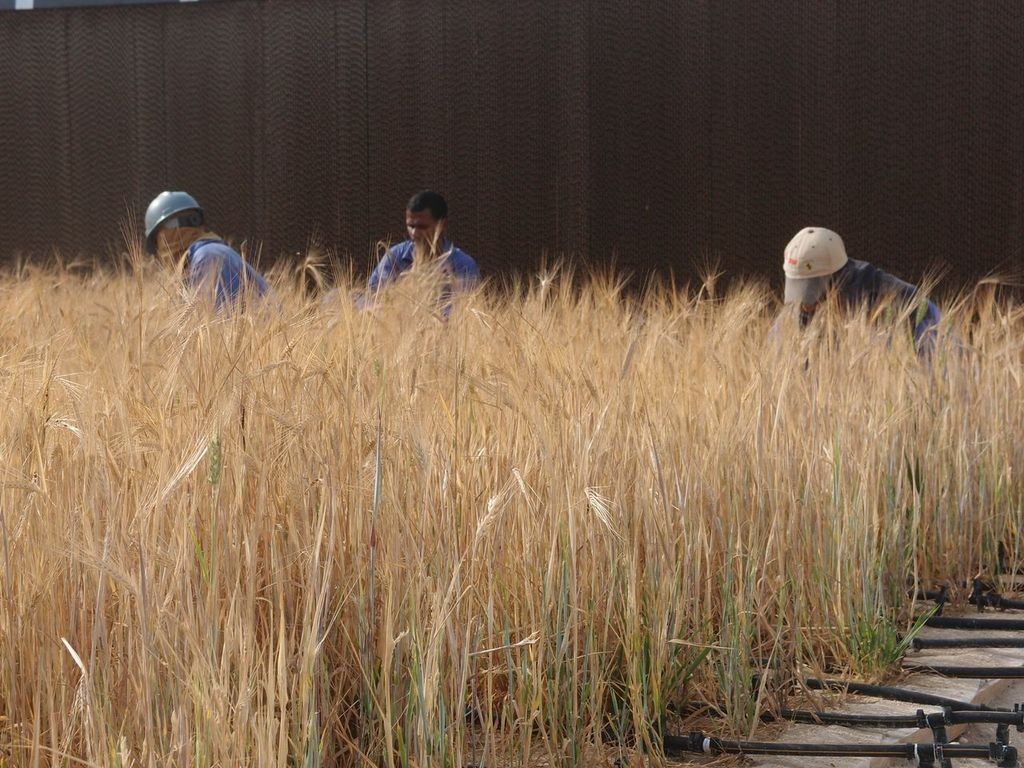 The first barley is harvested at the Sahara Forest Project pilot facility in Qatar.